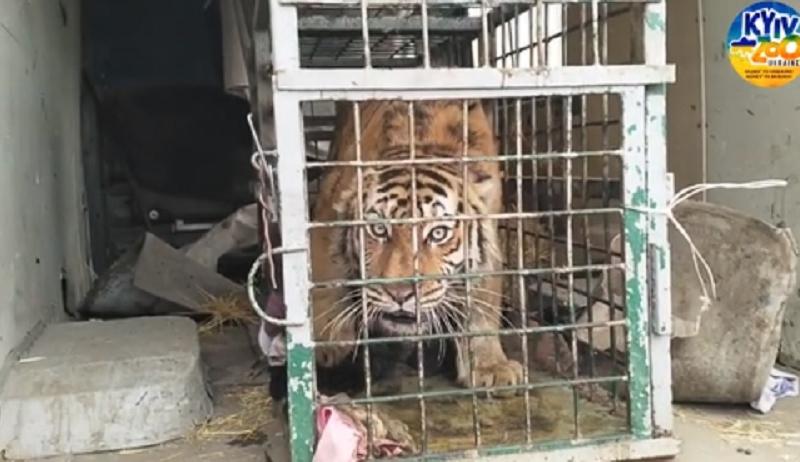 Стаття У Київський зоопарк привезли тигра із Фельдман Екопарку, який розбомбили російські орки Ранкове місто. Донбас