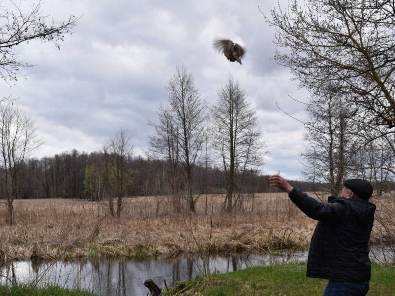 Стаття На Київщині випустили у природу сотню фазанів Ранкове місто. Донбас