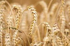 Стаття На мировых рынках объявили бойкот российской пшенице Ранкове місто. Донбас