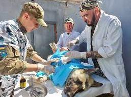 Статья В Украине заработал первый военный госпиталь ветеринарной медицины Утренний город. Донецк
