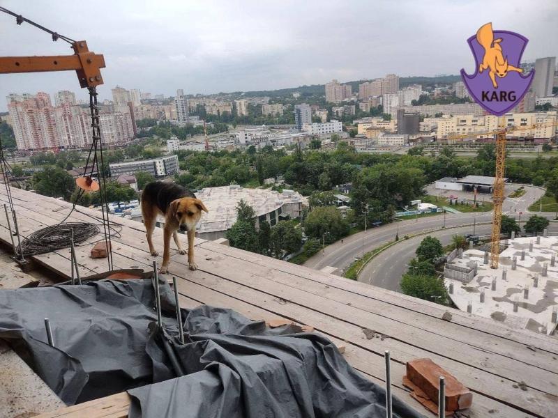 Стаття З 18-го поверху недобудови врятували пса-екстремала Ранкове місто. Донбас