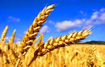 Стаття США предостерегли страны Африки от покупки украинского зерна у России Ранкове місто. Донбас