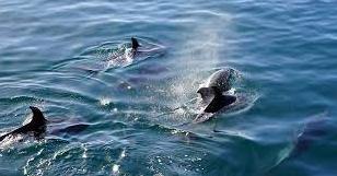 Стаття Настоящее чудо: в Одесской области заметили большую стаю дельфинов (фото) Ранкове місто. Донбас