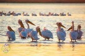 Стаття На Тилигульском лимане нашествие розовых пеликанов (фото) Ранкове місто. Донбас