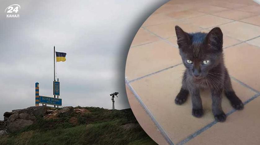 Стаття Врятований кіт з острова Зміїний отримав ім’я і нову домівку Ранкове місто. Донбас