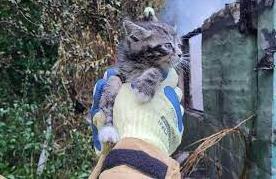 Стаття Cидів під дахом палаючого будинку. Вогнеборці показали зворушливі фото врятованого кошеняти Ранкове місто. Донбас