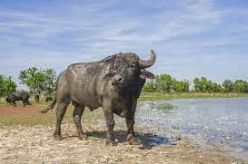 Статья Природоохоронну організацію видзначили за повернення водяного буйвола у Одеську область Утренний город. Донецк