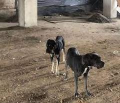 Стаття Одеська журналістка врятувала на війні двох псів рідкісної породи (фото) Ранкове місто. Донбас