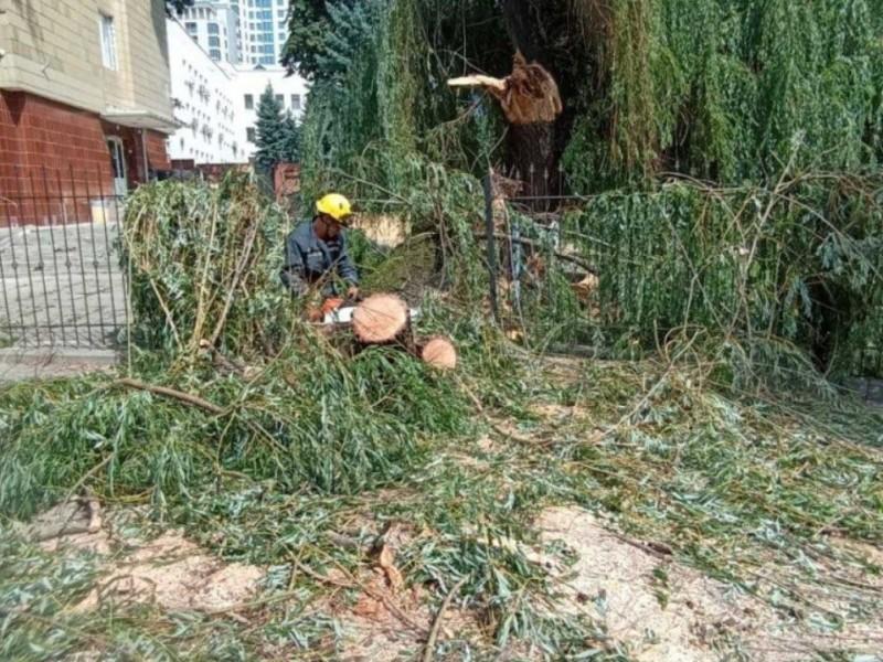 Стаття Рятувальники, прибираючи повалене дерево, врятували пташеня Утренний город. Донецьк