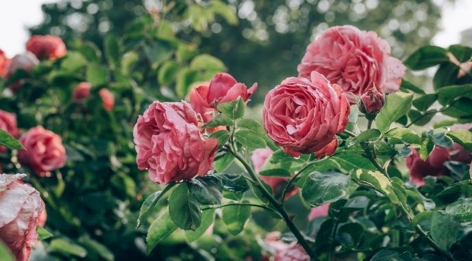 Стаття У неймовірному селі Одещини почали роботу над формуванням трояндового парку Ранкове місто. Донбас