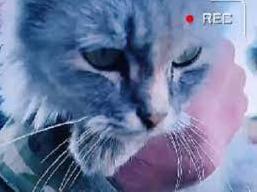 Стаття Правоохоронці показали кошеня, яке вдалося врятувати у Лимані (ФОТО) Утренний город. Донецьк