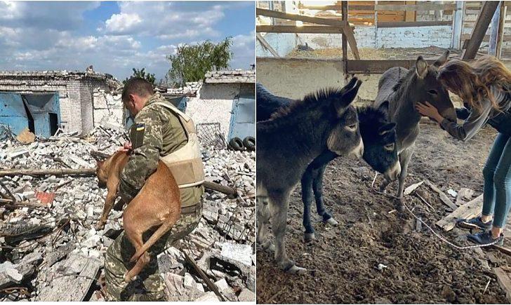 Стаття Клітки були переповнені рештками тварин: команда волонтерів рятує звірів із деокупованих територій Ранкове місто. Донбас