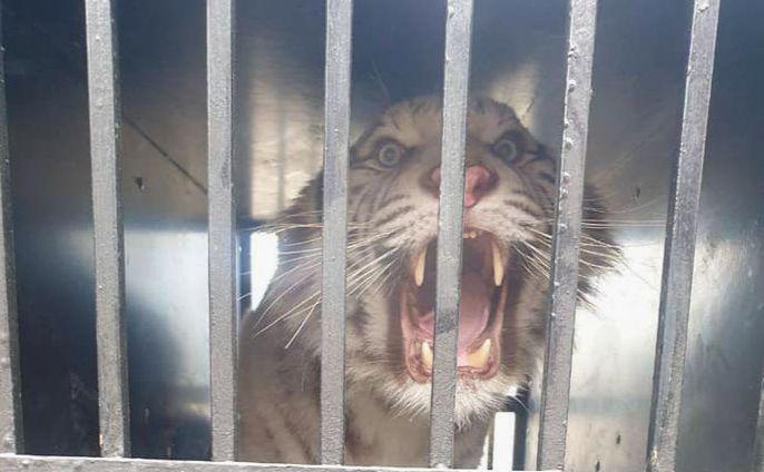 Стаття Білого тигра назве переможець аукціону: у столиці рятують тварину з Харкова Утренний город. Донецьк