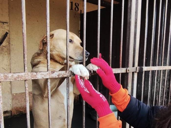 Стаття Патронаж притулків для тварин запускають в Україні: як це працює Ранкове місто. Донбас