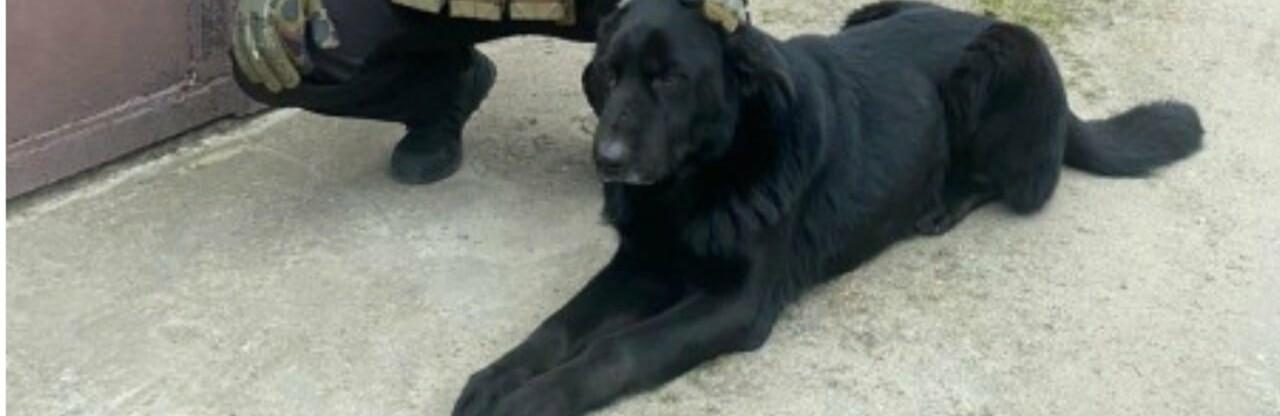 Стаття Блек сидів на ланцюгу серед руїн: одеські поліцейські врятували покинутого у Херсоні собаку Ранкове місто. Донбас