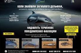 Стаття Одеситів закликають повідомляти про мертвих дельфінів: куди звертатися і чому це важливо Утренний город. Донецьк