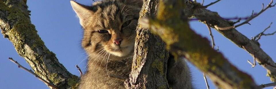 Стаття В Одеській області виявили червонокнижного лісового кота, - ФОТО Утренний город. Донецьк