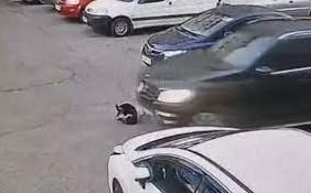 Стаття В Одесі водій автівки переїхав собаку та залишил її помирати, - ВІДЕО Ранкове місто. Донбас