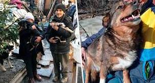 Стаття «Вивезла вісім безпритульних собак з Луганщини». Де шукати допомогу тим, хто рятує тварин Ранкове місто. Донбас