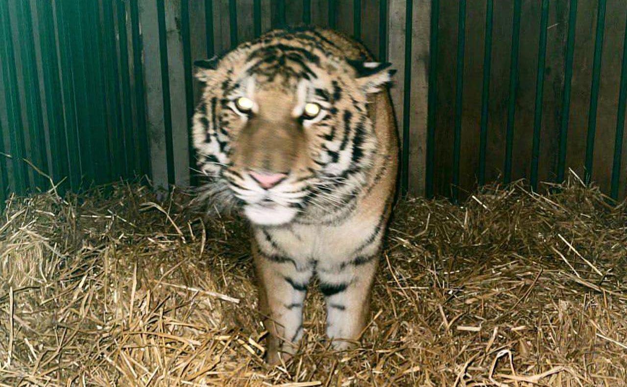 Стаття На Київщині передали тигра з приватного зоопарку до Центру порятунку Ранкове місто. Донбас