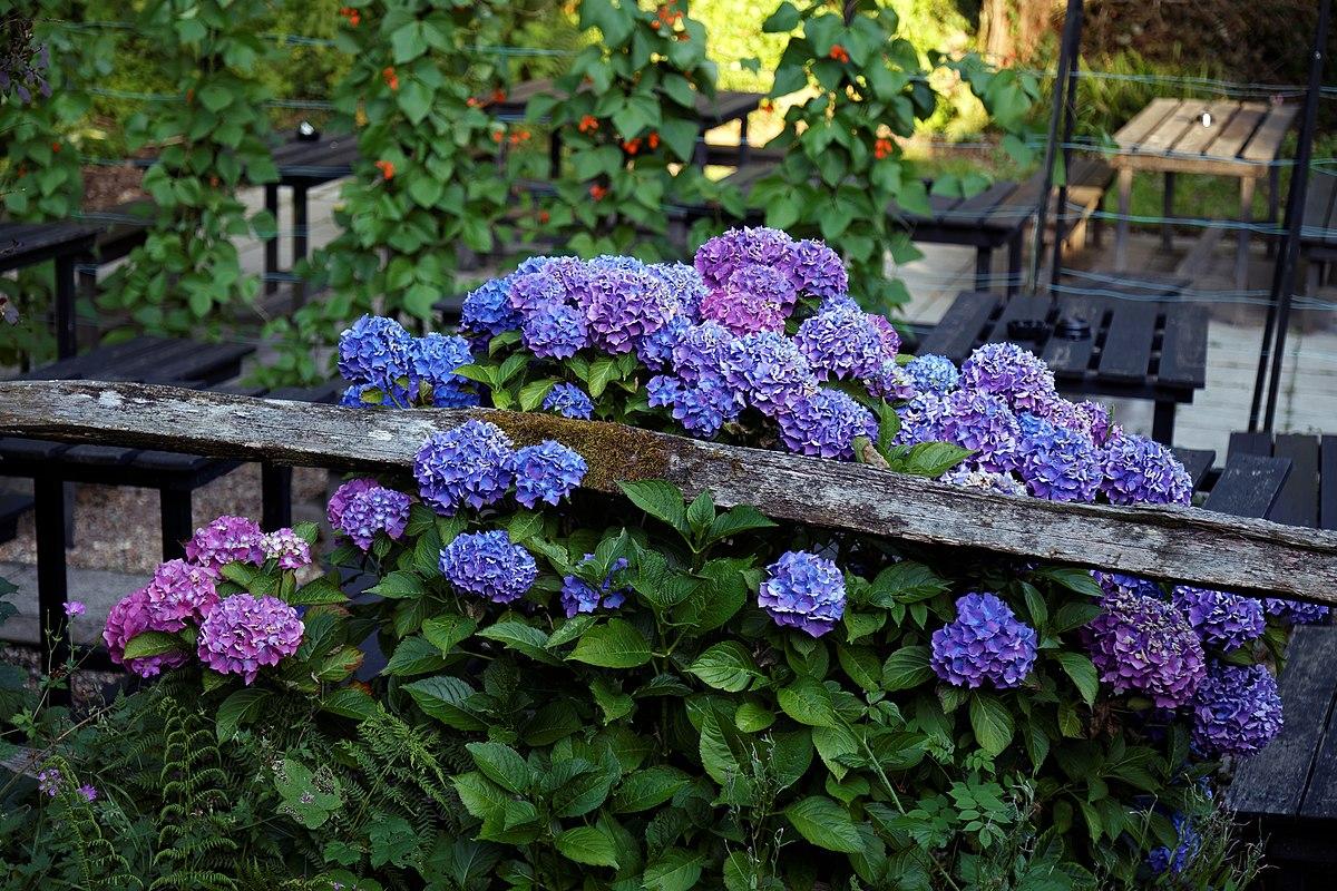Стаття Три види садових рослин, які потрібно обрізати в квітні для сильного нового росту влітку Ранкове місто. Донбас