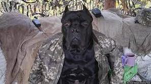 Стаття Відгриз лапу і прийшов до військових ЗСУ – щаслива історія повернення додому «собаки-рядового Васі» Ранкове місто. Донбас
