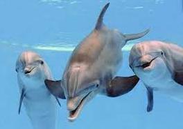 Стаття Заради дельфінів: на Одещині розширять акваторію національного парку Ранкове місто. Донбас