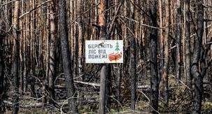 Стаття 9 тисяч нових саджанців: як відновлюються ліси Донеччини та які існують проблеми Ранкове місто. Донбас