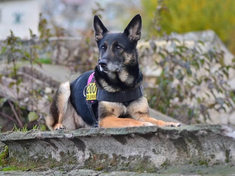 Стаття Зооактивісти зібрали кошти на авто та спорядження для собак-рятувальників Ранкове місто. Донбас