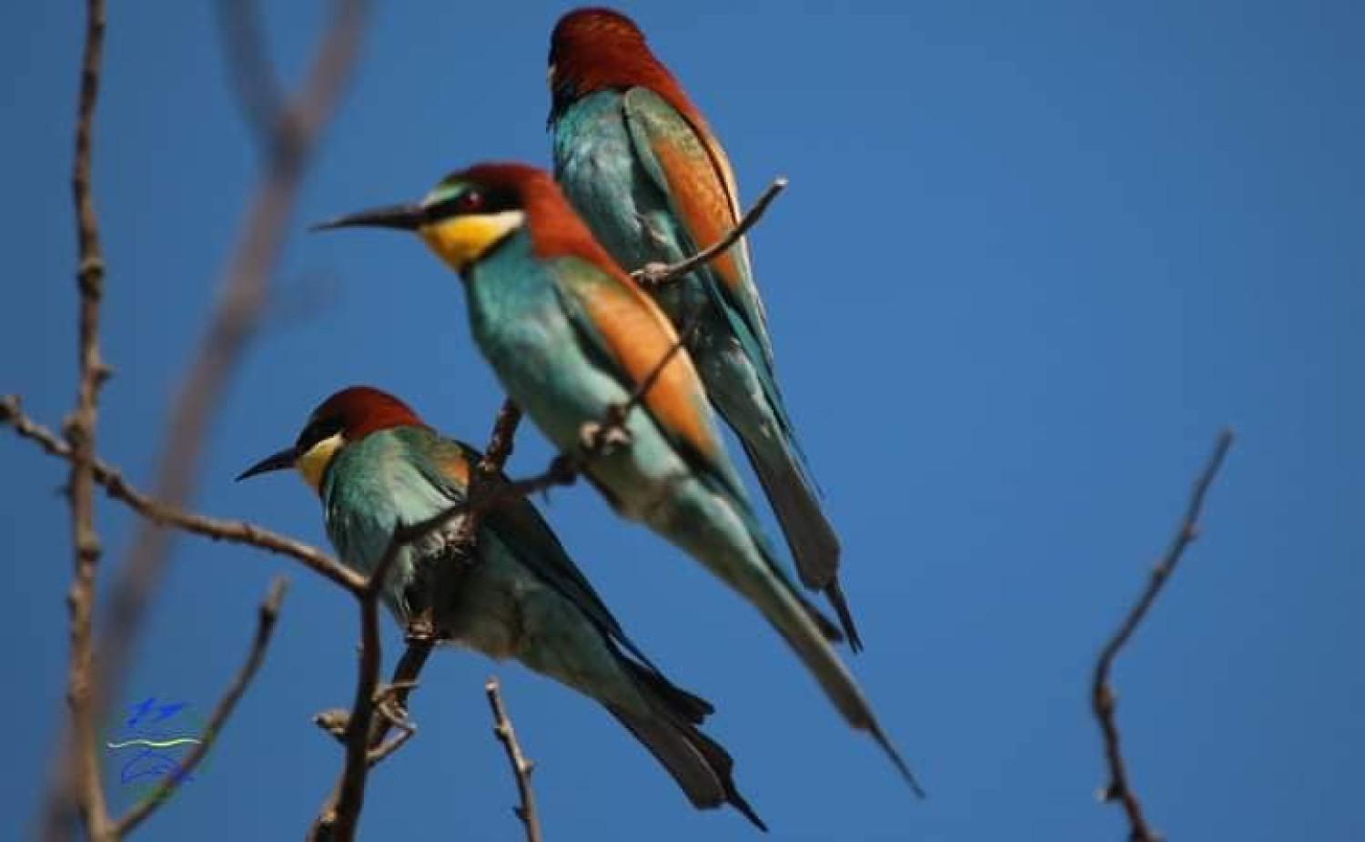 Стаття У природному парку на Одещині з’явилися «казкові» птахи з яскравим оперенням (фото) Ранкове місто. Донбас