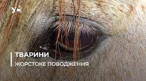 Стаття «Він не жирував»: під Одесою жінка заморила коня голодом до смерті (фото) Ранкове місто. Донбас