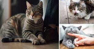 Стаття Як дякують коти: достатньо просто спостерігати за поведінкою Ранкове місто. Донбас