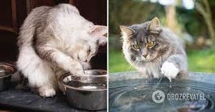 Стаття Для чого кіт торкається води лапами перед тим, як пити: є чотири причини Ранкове місто. Донбас