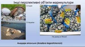 Стаття На Одещині планують запустити проєкт з розведення морських делікатесів (фото) Ранкове місто. Донбас