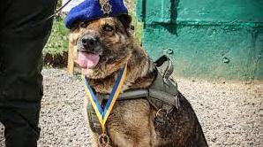 Стаття На Одещині нагородили гвардійців-кінологів та службову собаку Кіру (фото) Ранкове місто. Донбас