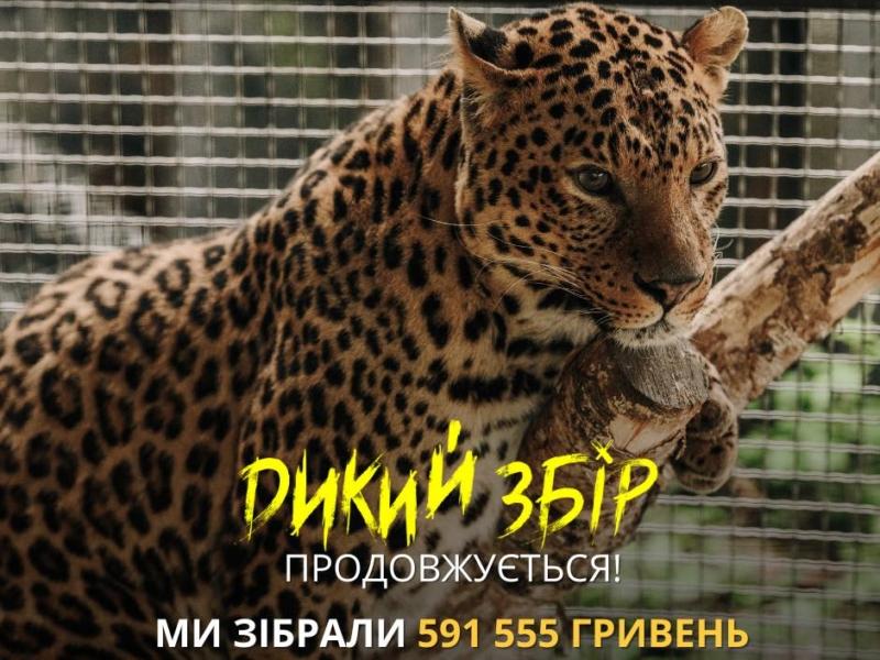 Стаття Триває “Дикий збір” на комплекс із 10 вольєрів для левів, тигрів, леопардів, які живуть у передмісті Ранкове місто. Донбас