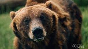 Стаття «Їх продали як смертників»: під Києвом реабілітують ведмедів, скалічених у звіринцях та цирках Ранкове місто. Донбас