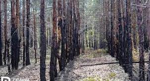 Стаття «Лиманське лісництво» відроджує ліси Лиманщини Ранкове місто. Донбас