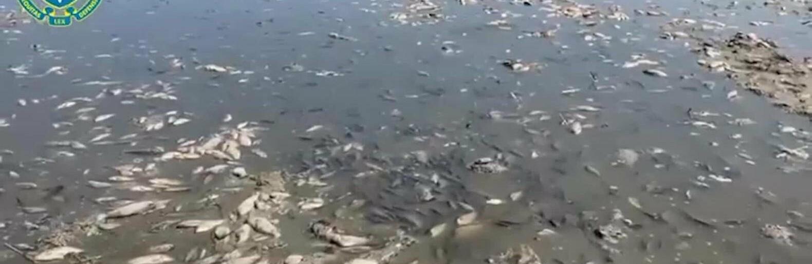Стаття Обережно, риба! Одеситів попереджають про ризик захворювання на ботулізм Ранкове місто. Донбас