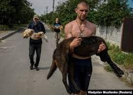 Стаття Затоплені та виснажені: волонтери рятують домашніх тварин після руйнування Каховської ГЕС Ранкове місто. Донбас
