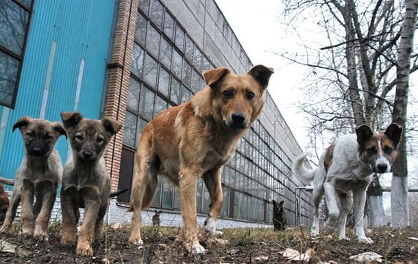 Стаття У Слов’янську готуються до стерилізації безпритульних тварин Ранкове місто. Донбас