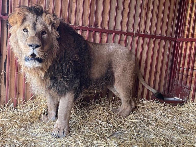 Стаття На Київщині рятують лева, якого евакуювали з-під обстрілів у важкому стані – не міг стояти чи ходити Ранкове місто. Донбас