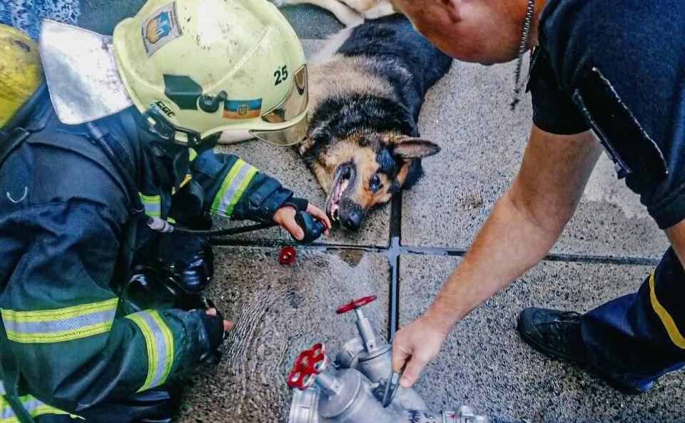 Стаття На Оболоні врятували собаку, який отруївся чадним газом Ранкове місто. Донбас
