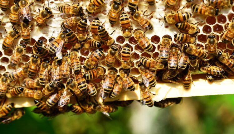 Стаття Ремесло Сватівських бджолярів визнали нематеріальною культурною спадщиною України Ранкове місто. Донбас