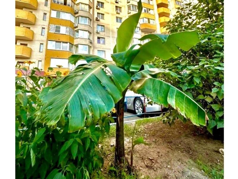 Стаття Тропіки серед бетонних джунглів: у Дарницькому районі біля висоток прижився банан Ранкове місто. Донбас