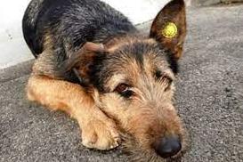 Стаття За фактом отруєння собак у Тарутине відкрили кримінальне провадження Ранкове місто. Донбас