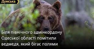 Стаття Біля північного адмінкордону Одеської області помітили ведмедя, який бігає полями Ранкове місто. Донбас