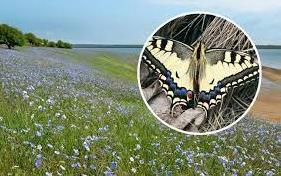 Стаття У парку «Тузловські лимани» показали величезних метеликів: розмах крил до 15 см (фото) Ранкове місто. Донбас