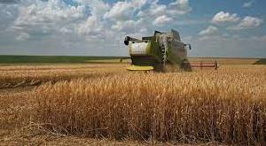 Стаття Збір ранніх зернових у низці областей закінчено: Одещина в лідерах намолоту Ранкове місто. Донбас