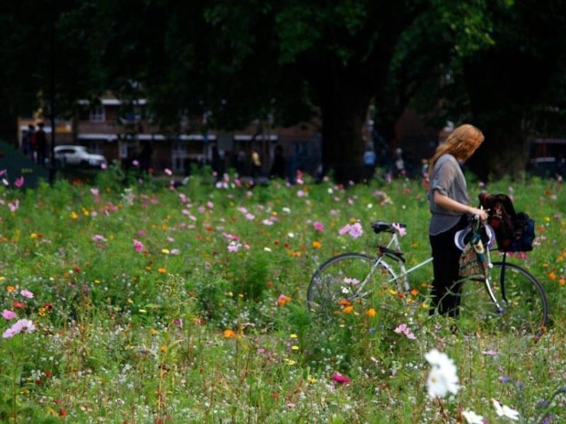 Стаття У парках Києва майже все літо не косять траву задля збереження довкілля – що відомо про новацію Ранкове місто. Донбас